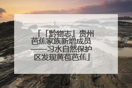 「黔物志」贵州芭蕉家族新增成员——习水自然保护区发现黄苞芭蕉