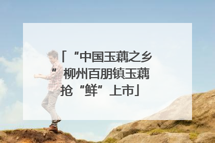 “中国玉藕之乡”柳州百朋镇玉藕抢“鲜”上市