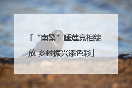 “南繁”睡莲竞相绽放 乡村振兴添色彩