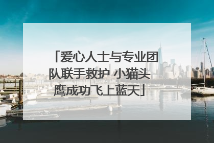 爱心人士与专业团队联手救护 小猫头鹰成功飞上蓝天