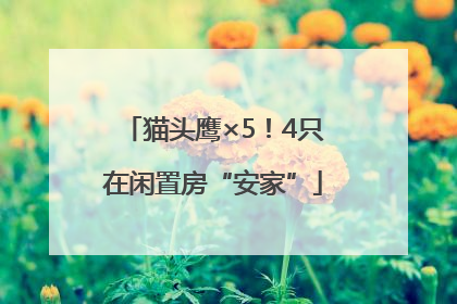 猫头鹰×5！4只在闲置房“安家”