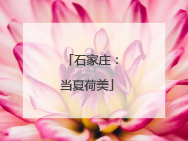石家庄：当夏荷美