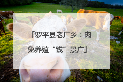 罗平县老厂乡：肉兔养殖“钱”景广