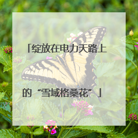 绽放在电力天路上的“雪域格桑花”