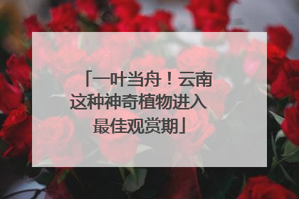 一叶当舟！云南这种神奇植物进入最佳观赏期
