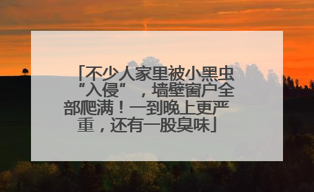 不少人家里被小黑虫“入侵”，墙壁窗户全部爬满！一到晚上更严重，还有一股臭味