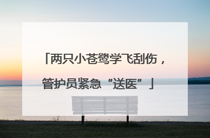 两只小苍鹭学飞刮伤，管护员紧急“送医”