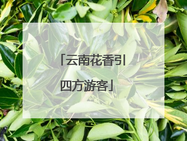 云南花香引四方游客