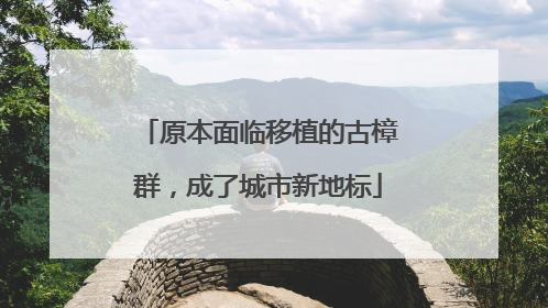 原本面临移植的古樟群，成了城市新地标