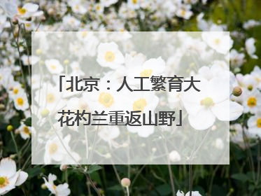 北京：人工繁育大花杓兰重返山野