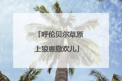 呼伦贝尔草原上狼崽撒欢儿