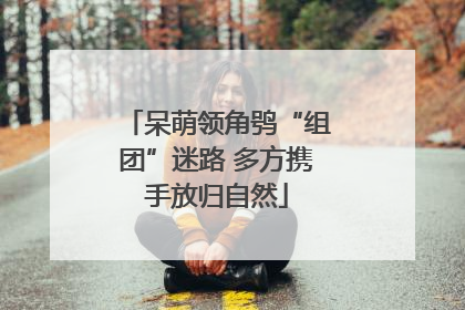 呆萌领角鸮“组团”迷路 多方携手放归自然