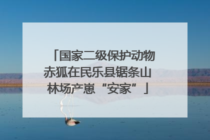 国家二级保护动物赤狐在民乐县锯条山林场产崽“安家”