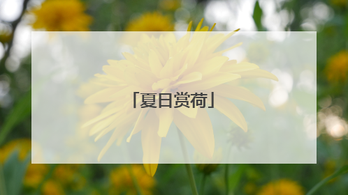 夏日赏荷