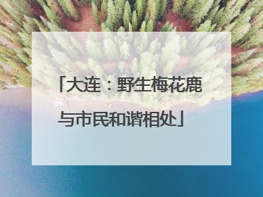 大连：野生梅花鹿与市民和谐相处