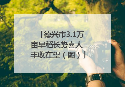 德兴市3.1万亩早稻长势喜人 丰收在望（图）