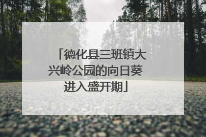 德化县三班镇大兴岭公园的向日葵进入盛开期