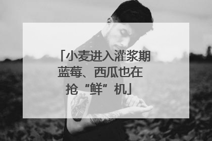 小麦进入灌浆期 蓝莓、西瓜也在抢“鲜”机