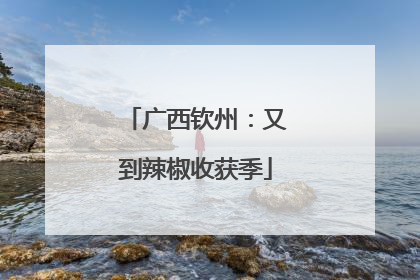 广西钦州：又到辣椒收获季