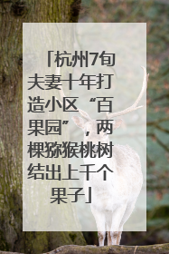 杭州7旬夫妻十年打造小区“百果园”，两棵猕猴桃树结出上千个果子