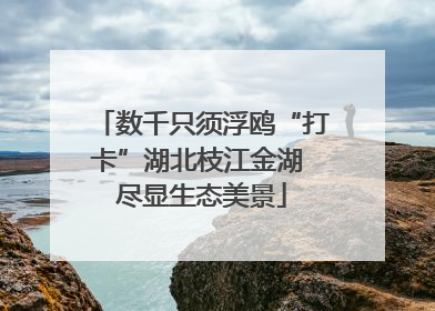 数千只须浮鸥“打卡”湖北枝江金湖 尽显生态美景