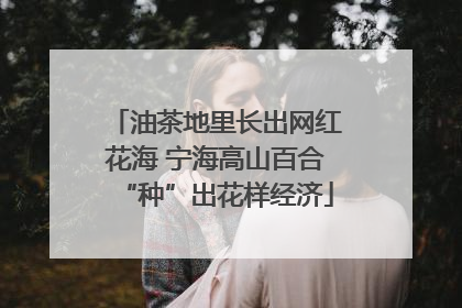 油茶地里长出网红花海 宁海高山百合“种”出花样经济