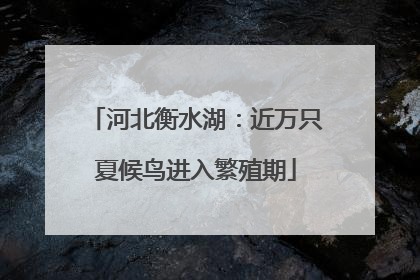 河北衡水湖：近万只夏候鸟进入繁殖期