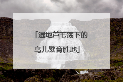 湿地芦苇荡下的鸟儿繁育胜地