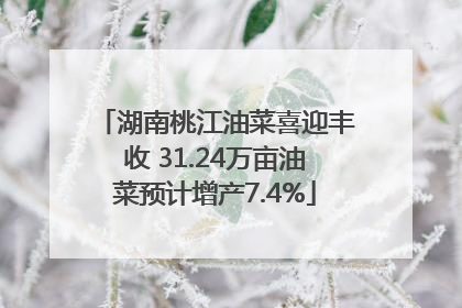 湖南桃江油菜喜迎丰收 31.24万亩油菜预计增产7.4%