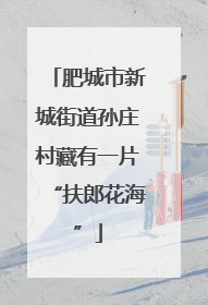 肥城市新城街道孙庄村藏有一片“扶郎花海”