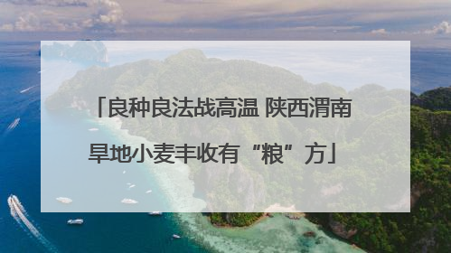 良种良法战高温 陕西渭南旱地小麦丰收有“粮”方