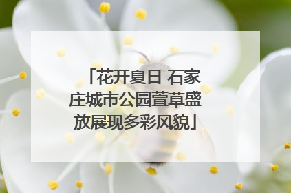 花开夏日 石家庄城市公园萱草盛放展现多彩风貌