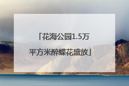 花海公园1.5万平方米醉蝶花盛放