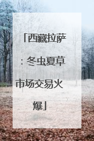 西藏拉萨：冬虫夏草市场交易火爆