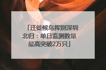 迁徙候鸟挥别深圳北归：单日监测数量最高突破2万只
