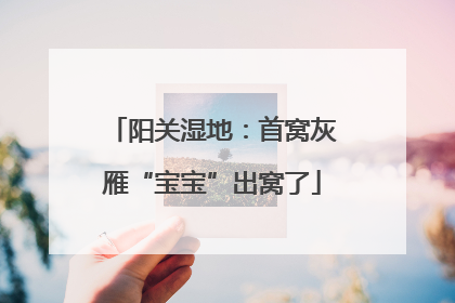 阳关湿地：首窝灰雁“宝宝”出窝了